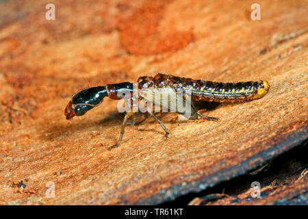 Schlange fliegen (Phaeostigma notata, Rhaphidia Notata), Nymphe mit Beginn der Flügel auf Holz, Seitenansicht, Deutschland Stockfoto