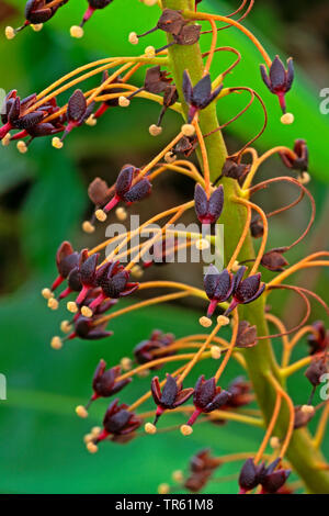 Kannenpflanze (Nepenthes spec.), Blumen Stockfoto