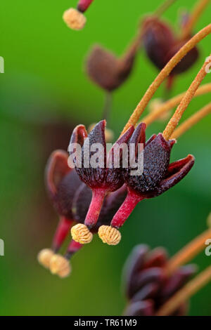 Kannenpflanze (Nepenthes spec.), Blumen Stockfoto