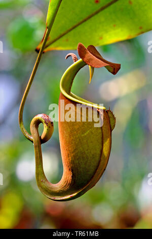 Tropischen Kannenpflanze (Nepenthes spec.), oitcher, Indonesien, Sumatra Stockfoto