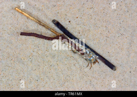 Braune Segge (Anabolia nervosa), Larve in seinem Fall aus Sand, Steine und kleine Zweige, Deutschland Stockfoto