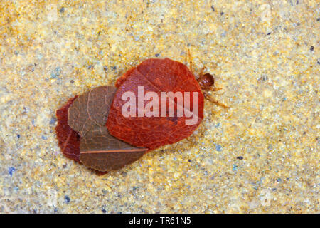 (Caddisfly Glyphotaelius pellucidus), Dove in seinem Fall aus Blatt Stücke, Ansicht von oben, Deutschland Stockfoto