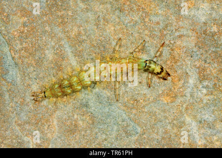 (Caddisfly Rhyacophila spec.), Larve auf einem Stein im Wasser, von oben betrachten, Deutschland Stockfoto