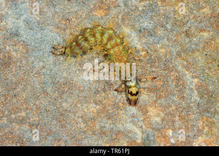 (Caddisfly Rhyacophila spec.), Larve auf einem Stein im Wasser, von oben betrachten, Deutschland Stockfoto