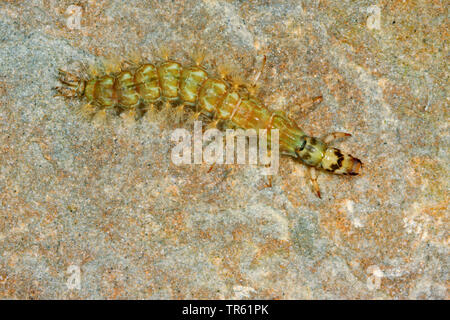 (Caddisfly Rhyacophila spec.), Larve auf einem Stein im Wasser, von oben betrachten, Deutschland Stockfoto