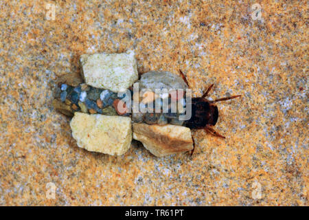 (Silo nigricornis caddisfly), Larven in seinem Fall aus Sand und kleinen Steinen, Deutschland Stockfoto