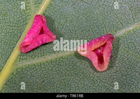 Eichenlaub glatt-gall cynipid Wasp, Schenck gall Wasp, glatte Spangle gall Wasp (> glatte spangle Gall) (Neuroterus albipes, Neuroterus laeviusculus), Galle an oaf Blatt, Deutschland Stockfoto