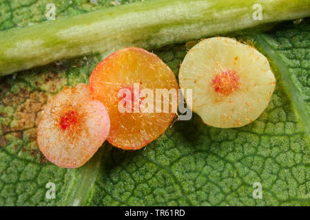 Eichenlaub glatt-gall cynipid Wasp, Schenck gall Wasp, glatte Spangle gall Wasp (> glatte spangle Gall) (Neuroterus albipes, Neuroterus laeviusculus), Galle an oaf Blatt, Parthenogenetisch generation, Deutschland Stockfoto