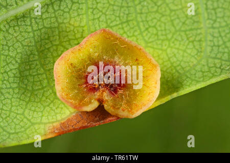 Eichenlaub glatt-gall cynipid Wasp, Schenck gall Wasp, glatte Spangle gall Wasp (> glatte spangle Gall) (Neuroterus albipes, Neuroterus laeviusculus), Galle an oaf Blatt, Parthenogenetisch generation, Deutschland Stockfoto