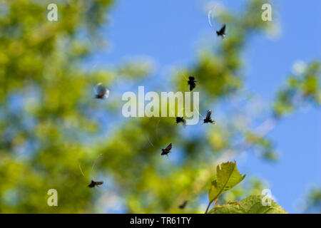 Green Longhorn, grüne Lange - Horn (Adela reaumurella, Phalaena reaumurella, Phalaena viridella, Adela viridella), Fliegende grün Longhorns, Deutschland Stockfoto