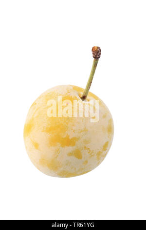 Pflaume (Prunus domestica), Zwetschge, Sorte Mirabelle von Nancy, Ausschnitt Stockfoto