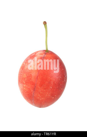 Cherry Plum, Myrobalan Pflaume (Prunus cerasifera), Obst Stockfoto