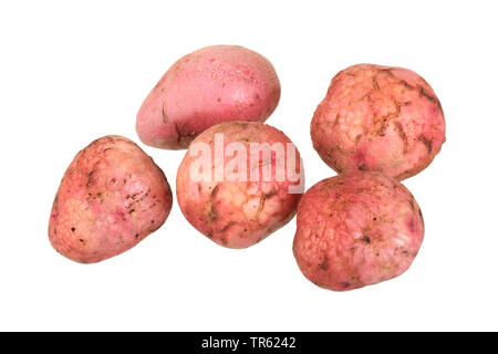 Kartoffel (Solanum tuberosum Desiree), Kartoffeln der Sorte Desiree, Ausschnitt Stockfoto