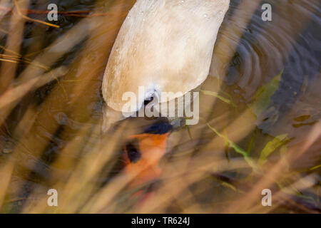 Höckerschwan (Cygnus olor), das Finden der Nahrung unter Wasser, Deutschland, Bayern Stockfoto