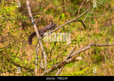 Europäische Eichhörnchen, Eurasischen Eichhörnchen (Sciurus vulgaris), Klettern auf den Ästen, Österreich, Tirol Stockfoto