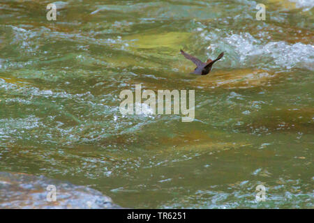 Pendelarm (Cinclus cinclus), Fliegen in einem Bergbach, Österreich, Tirol Stockfoto