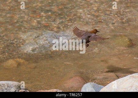 Pendelarm (Cinclus cinclus), Fliegen in einem Bergbach, Österreich, Tirol Stockfoto