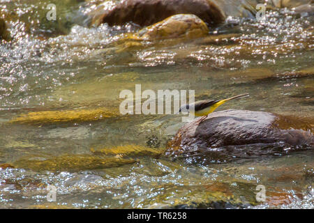 Gebirgsstelze (Motacilla cinerea), auf einem Felsen in der schnellen Mountain Creek, Österreich, Tirol Stockfoto