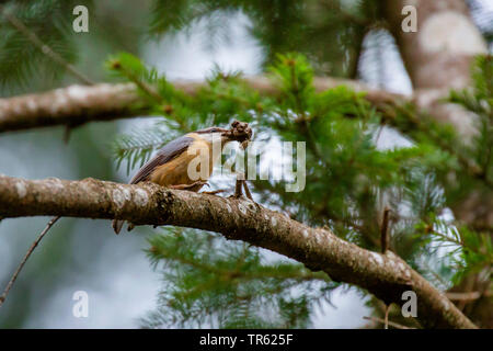 Eurasischen Kleiber (Sitta europaea), auf einem Zweig mit einem Klumpen Schlamm in der Rechnung, Österreich, Tirol Stockfoto