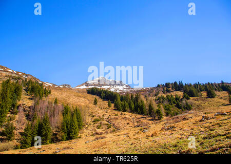 Lämmergeier, Bartgeier (Gypaetus Barbatus), die Tierzucht Lebensraum, Österreich, Tirol, Osttirol, Matrei Stockfoto