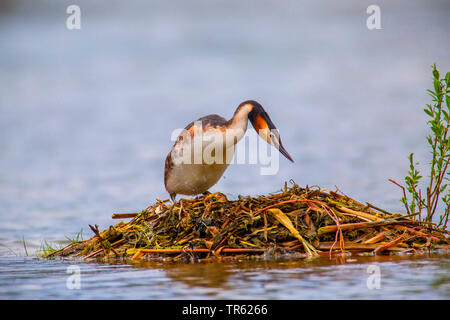 Haubentaucher (Podiceps cristatus), Retouren, die für die Zucht auf seinem schwimmenden Nest, Deutschland, Bayern Stockfoto