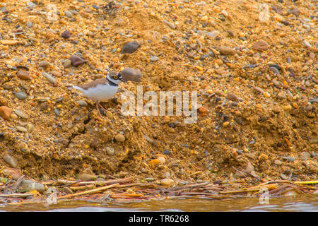 Flussregenpfeifer (Charadrius dubius), entlang einer Kiesgrube Bank, Deutschland, Bayern Stockfoto