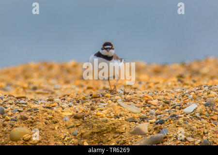 Flussregenpfeifer (Charadrius dubius), entlang einer Kiesgrube Bank, Deutschland, Bayern Stockfoto