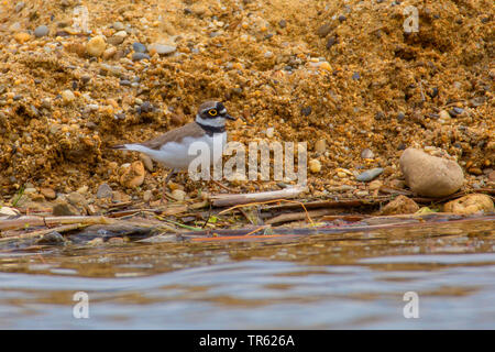 Flussregenpfeifer (Charadrius dubius), entlang einer Kiesgrube Bank, Deutschland, Bayern Stockfoto