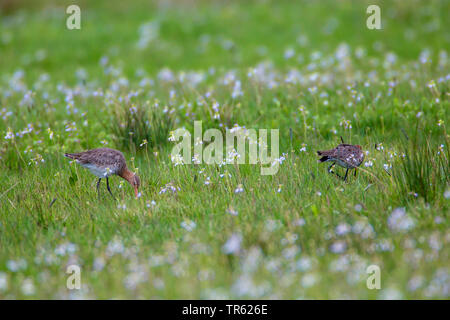 Uferschnepfe (Limosa limosa), paar Nahrungssuche in einem blühenden nasse Wiese, Deutschland, Bayern Stockfoto