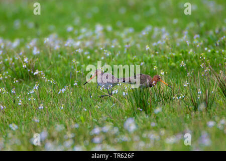 Uferschnepfe (Limosa limosa), paar Nahrungssuche in einem blühenden nasse Wiese, Deutschland, Bayern Stockfoto