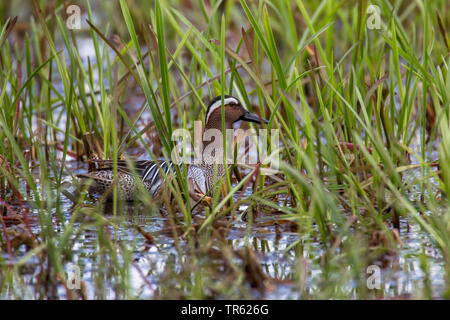 Krickente (Anas querquedula), drake Schwimmen durch junge Reed Pflanzen, Deutschland, Bayern Stockfoto