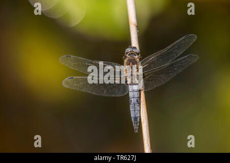 Black-tailed Skimmer (Orthetrum Cancellatum), male auf einen Stiel, Deutschland, Bayern, siehe Langbuergerner Stockfoto