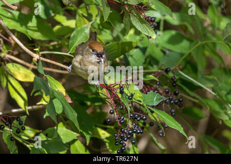 Garden Warbler (Sylvia borin), weibliche Fütterung Holunderbeeren, Deutschland, Bayern, Isental Stockfoto