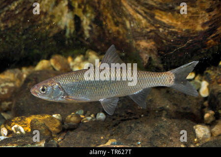 Hasel (Leuciscus leuciscus), Seitenansicht Stockfoto