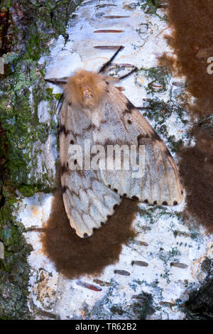 Schwammspinner (Lymantria dispar), Weibchen bei Eiablage, Deutschland Stockfoto
