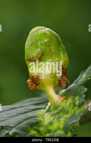 Abb. galle gegen Blattläuse, Elm-Grass Root gegen Blattläuse, Elm Sack Gall (gegen Blattläuse, Tetraneura Byrsocrypta ulmi ulmi Ulmi, Eriosoma), Galle auf ein Blatt eines Elm, Deutschland Stockfoto