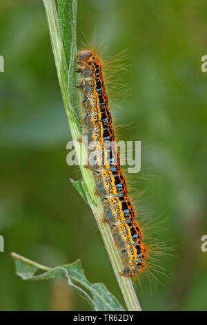 Ground lackey Motte (Malacosoma castrensis, Malacosoma castrense), Caterpillar an einem Stengel, Seitenansicht, Deutschland Stockfoto