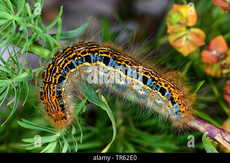 Ground lackey Motte (Malacosoma castrensis, Malacosoma castrense), Caterpillar Fütterung bei euphorbia, Deutschland Stockfoto