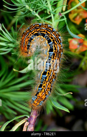 Ground lackey Motte (Malacosoma castrensis, Malacosoma castrense), Caterpillar Fütterung bei euphorbia, Deutschland Stockfoto