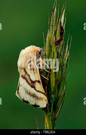 Ground lackey Motte (Malacosoma castrensis, Malacosoma castrense), am Gras Ohr sitzen, Deutschland Stockfoto