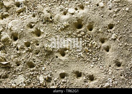 (Vermileonid Vermileo vermileo), kegelförmigen Fallstricke von Larven im Sand, Deutschland Stockfoto