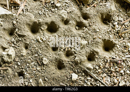 (Vermileonid Vermileo vermileo), kegelförmigen Fallstricke von Larven im Sand, Deutschland Stockfoto