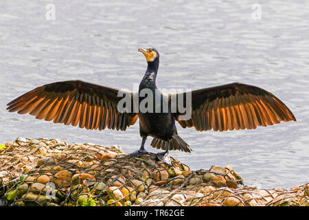 Kormoran (Phalacrocorax carbo), Trocknen am Ufer seine Federn, Deutschland, Hamburg Stockfoto