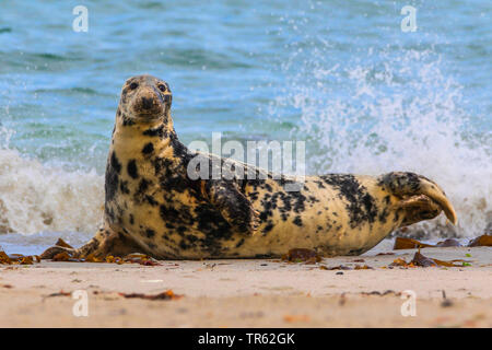 Kegelrobbe (Halichoerus grypus), Liegen am Strand von der Düne, Deutschland, Schleswig-Holstein, Helgoland Stockfoto