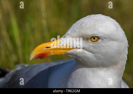 Silbermöwe (Larus argentatus), Porträt, Seitenansicht, Deutschland, Schleswig-Holstein, Helgoland Stockfoto