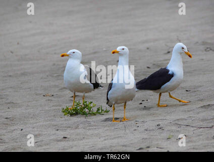 Heringsmöwe (Larus fuscus), drei weniger schwarz-backed Möwen am Strand, Deutschland, Schleswig-Holstein, Helgoland Stockfoto