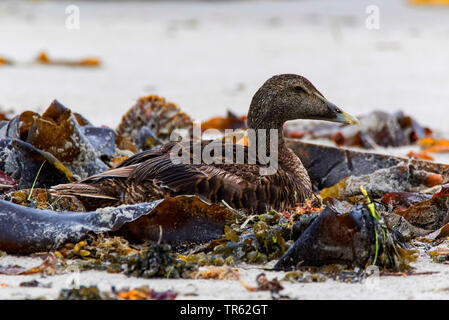 Gemeinsame Eiderente (Somateria Mollissima), Weibliche in der Wäsche Marge, Deutschland, Schleswig-Holstein, Helgoland Stockfoto