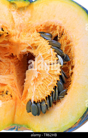 Steirische Kürbis, Steirische Ölkürbis (Cucurbita pepo var. styriaca), Kürbis der Sorte steirischen Oelkuerbis, Steirische Ölkürbis Stockfoto