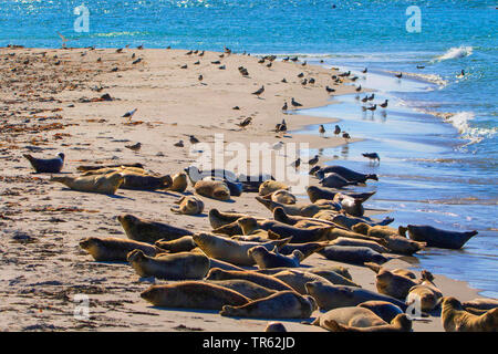 Kegelrobbe (Halichoerus grypus), graue Dichtungen und Möwen auf der Insel Helgoland Duene, Deutschland, Schleswig-Holstein, Helgoland Stockfoto