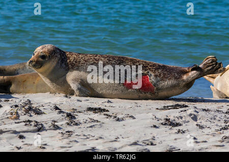 Harbour seal, Seehund (Phoca vitulina), verletzte Seehunde am Strand der Insel Helgoland, Deutschland, Schleswig-Holstein, Helgoland Stockfoto